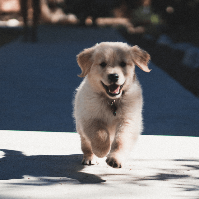 Puppy Care: Exercise Guide