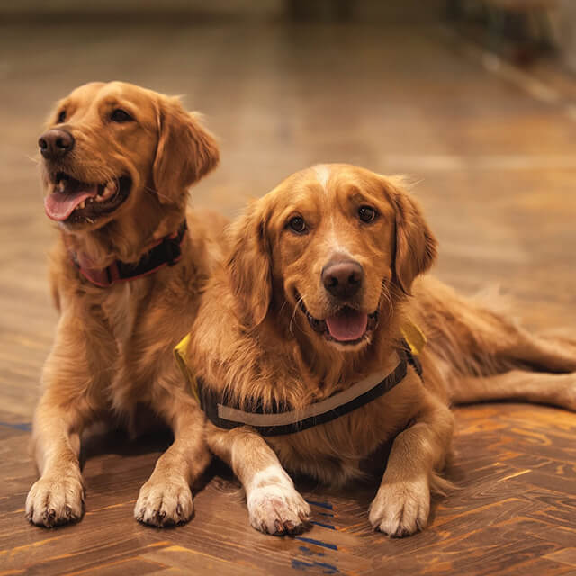 Two golden retriever dogs lying on the floor