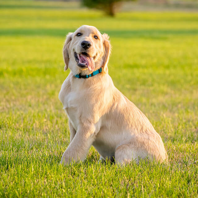 Full shot of Golden Retriever dog sitting in field on a sunny day
