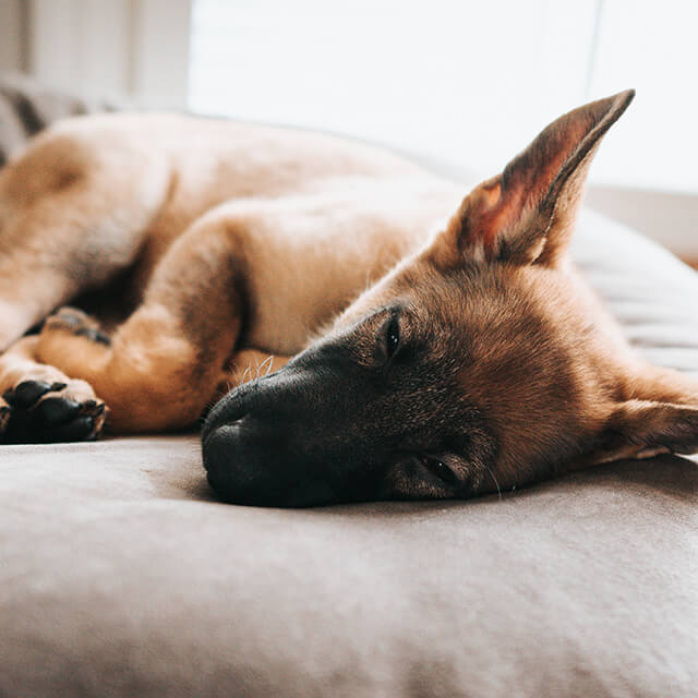 Black and brown German Shepherd dog sleeping on a large cushion