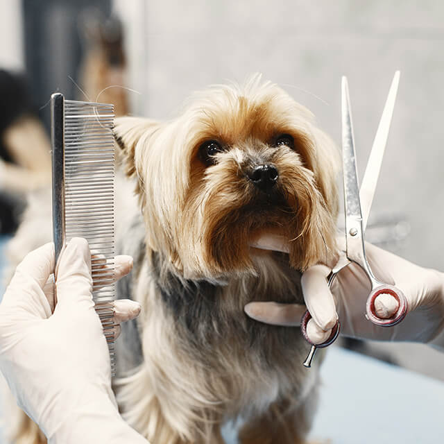 Yorkshire Terrier having a hair cut, with a woman holding a comb and scissors