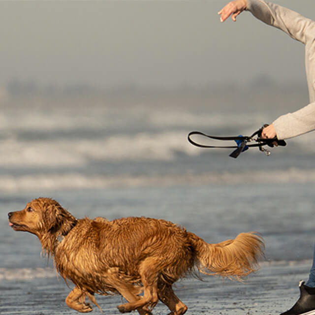 Why owning a dog can be good for your health
