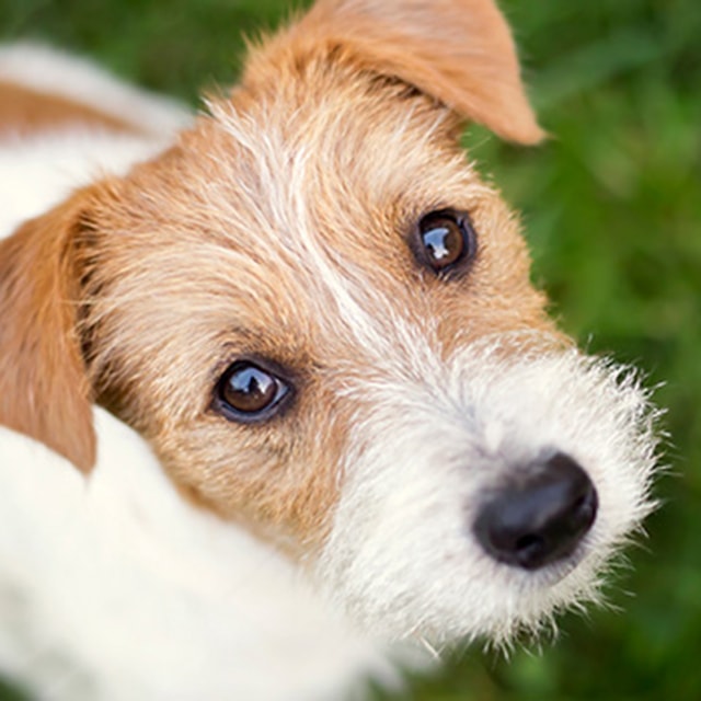 Mythbuster: 5 misconceptions about rescue dogs-mobile