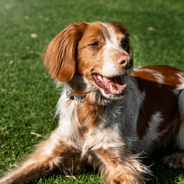 Why bad breath in dogs could be a sign of gum disease