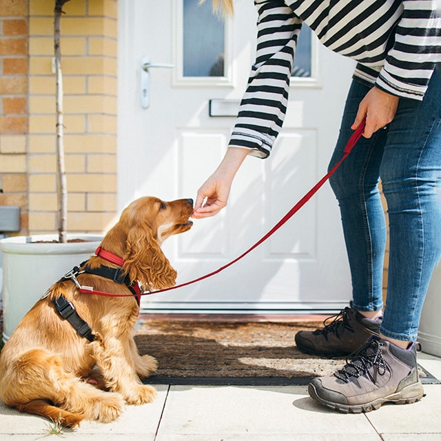 Dog training tips to make life easier