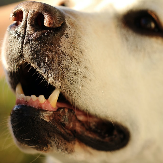 Close-up of dog with bottom teeth showing