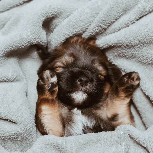 German Shepherd puppy sleeping with paws up near face, whilst wrapped in a cream blanket