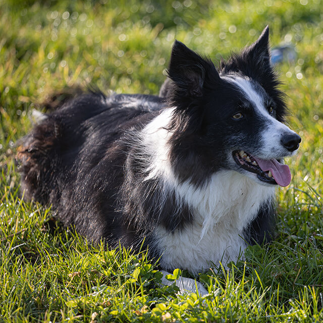 Black and white Border Collie dog laying on the grass and panting.