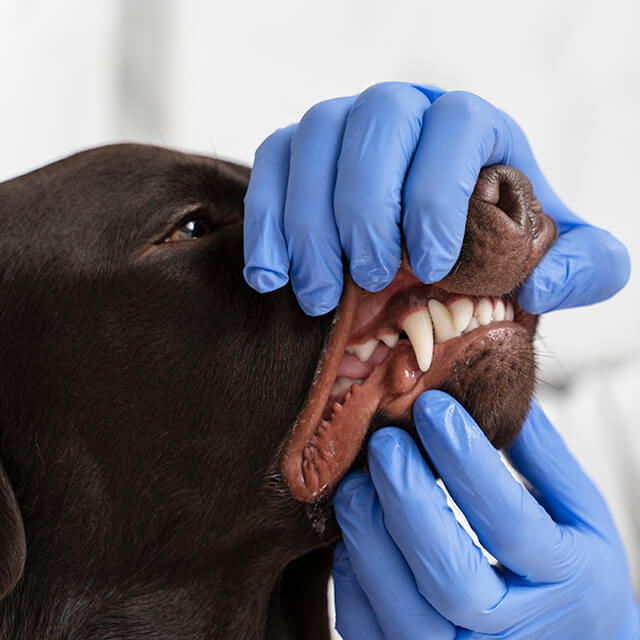 Vet wearing blue gloves and checking brown dog's teeth and gums