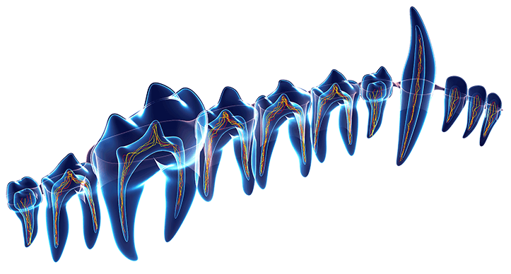 typesof teeth and their purpose