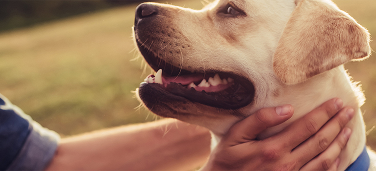 why owning a dog can be good for your health 2