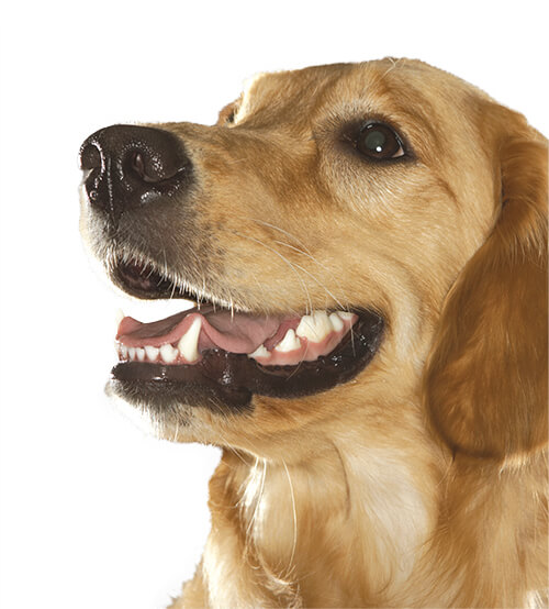 typesof teeth and their purpose